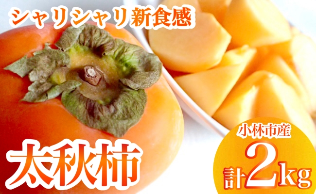 【産直もぎたて】太秋柿（2kg）