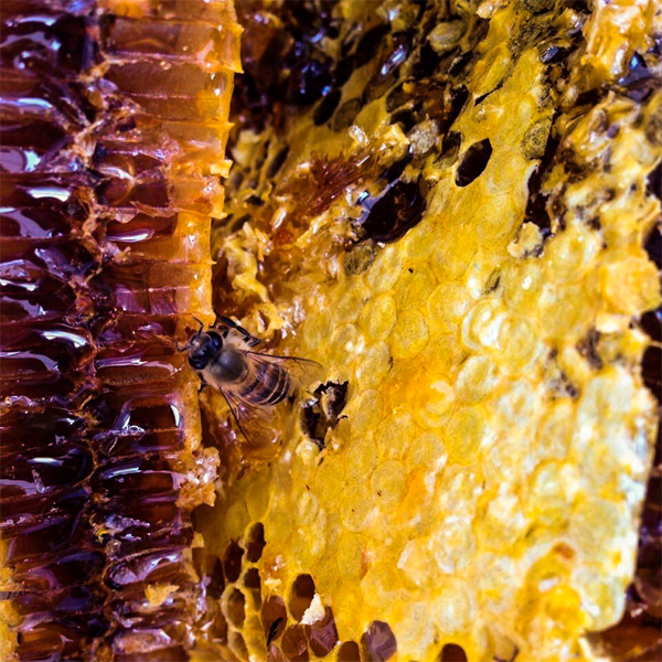 【山奥で採れる天然地蜜】天然100％純粋蜂蜜 300g 