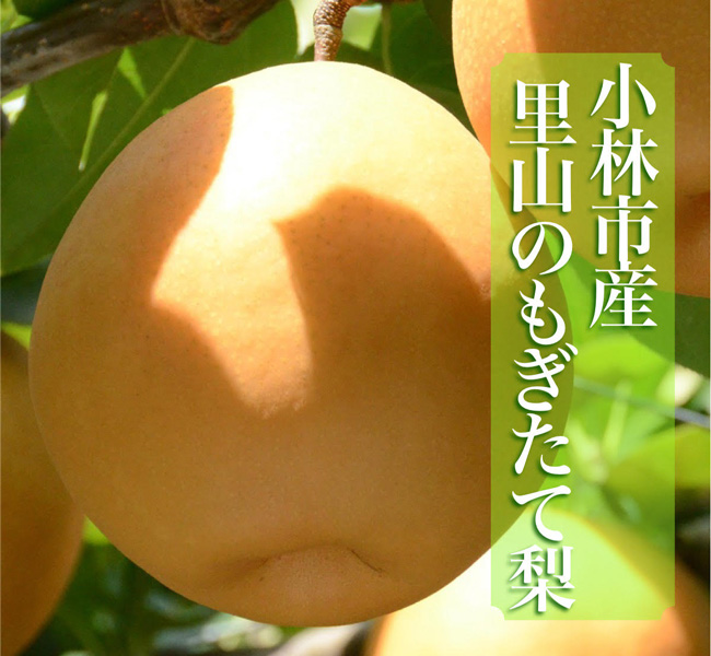 【三代目おすすめ！】里山のもぎたて旬の梨セット 6kg