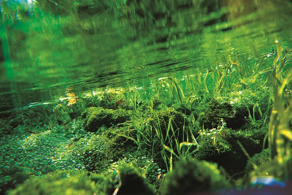 【ミネラルたっぷり天然中硬水】霧島のおいしい水（1箱：2,000ml×6本）